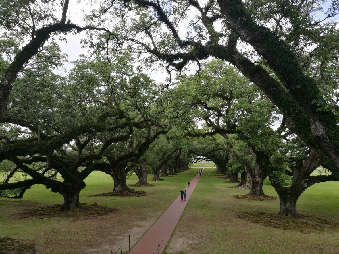 Oak Alley