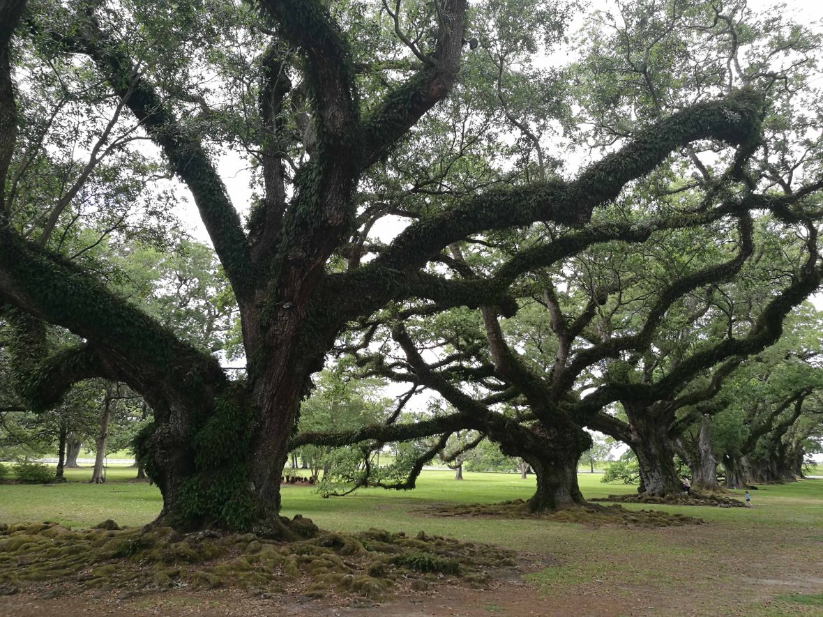 Oak Alley
